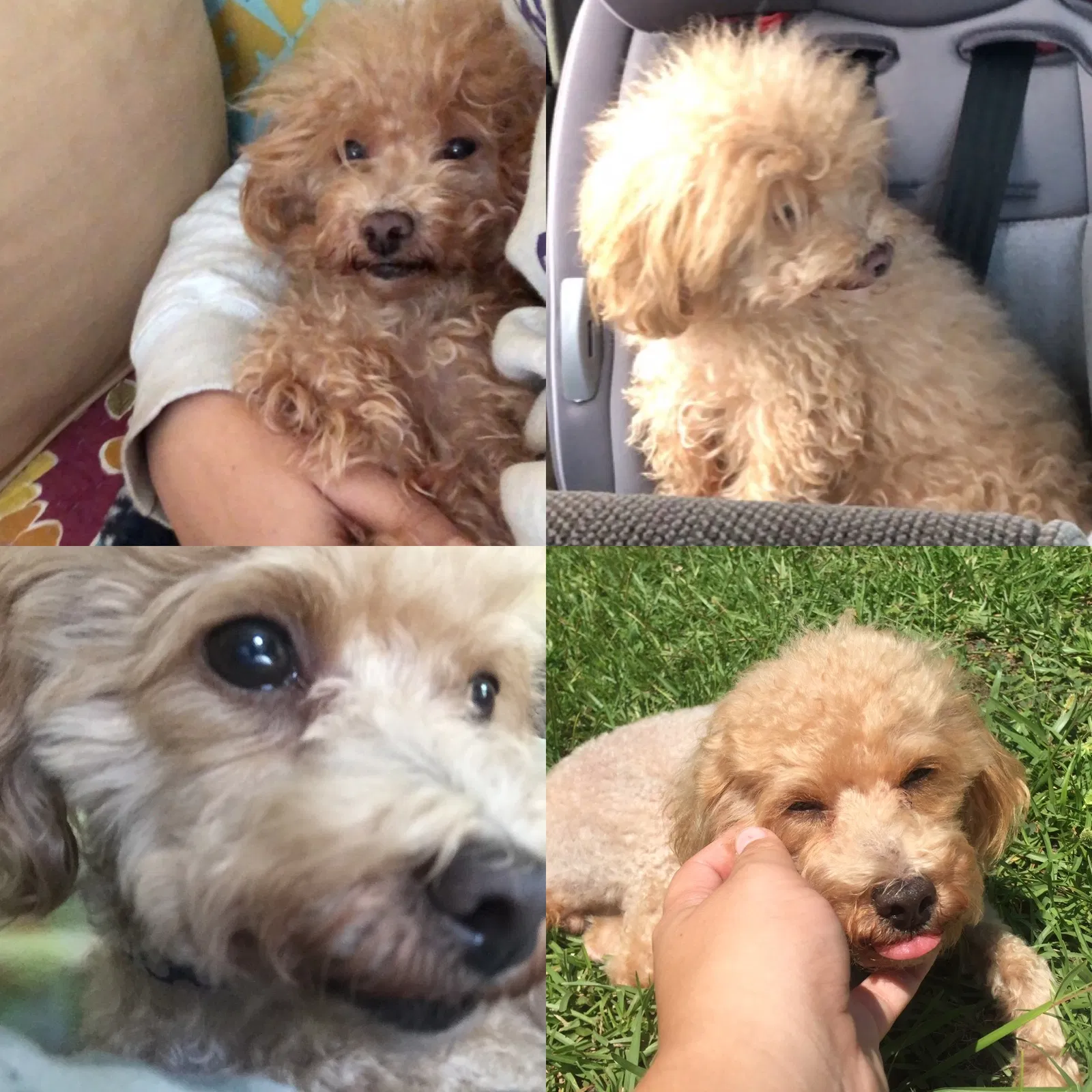 Lost dog in Hubert, NC, 28539