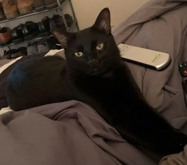 Lost cat in Alexandria, VA, 22304