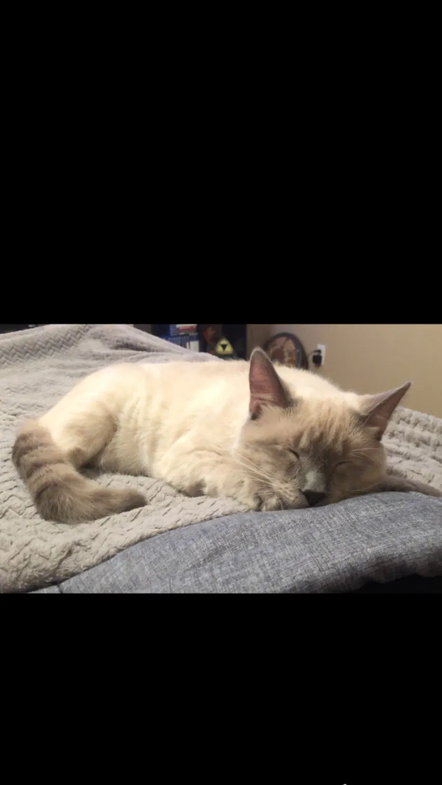 Lost cat in Mary Esther, FL, 32569