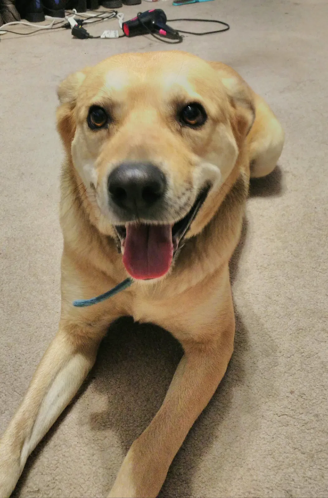 Lost dog in Bentonville, AR, 72712