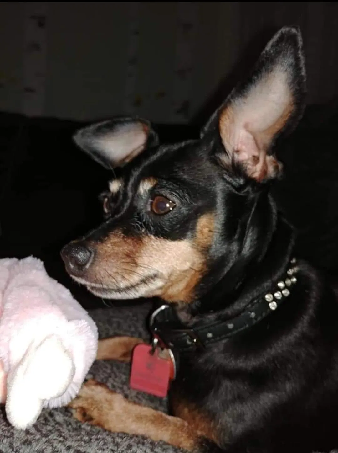 Lost dog in Beaufort, SC, 29906