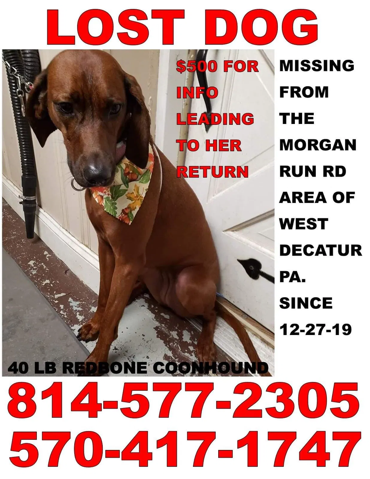 Lost dog in West Decatur, PA, 16878