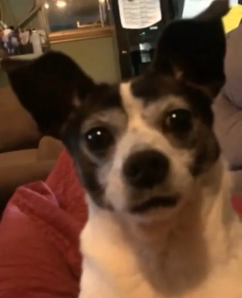 Lost dog in Santa Maria, CA, 93458