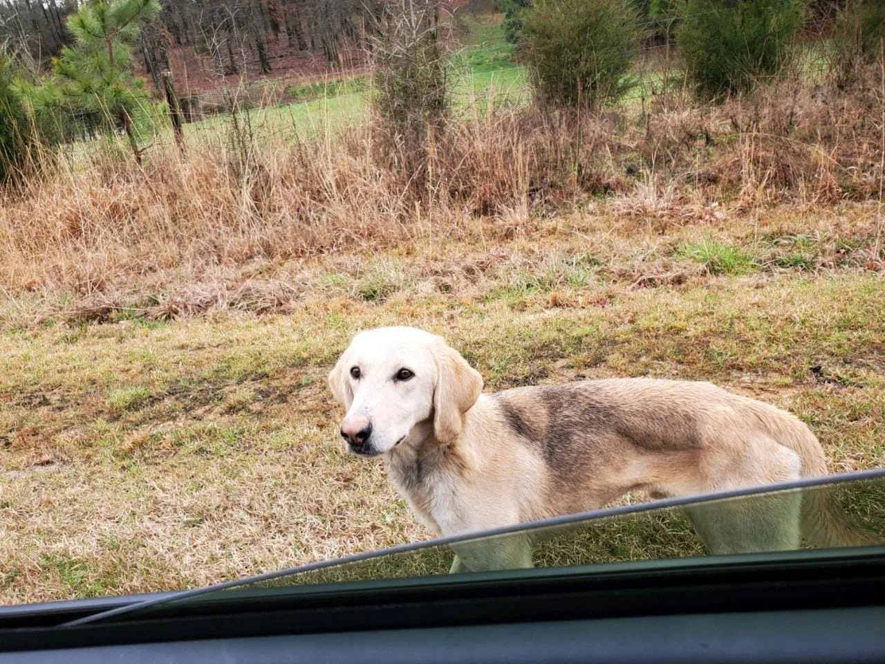 Found dog in Roxboro, NC, 27573