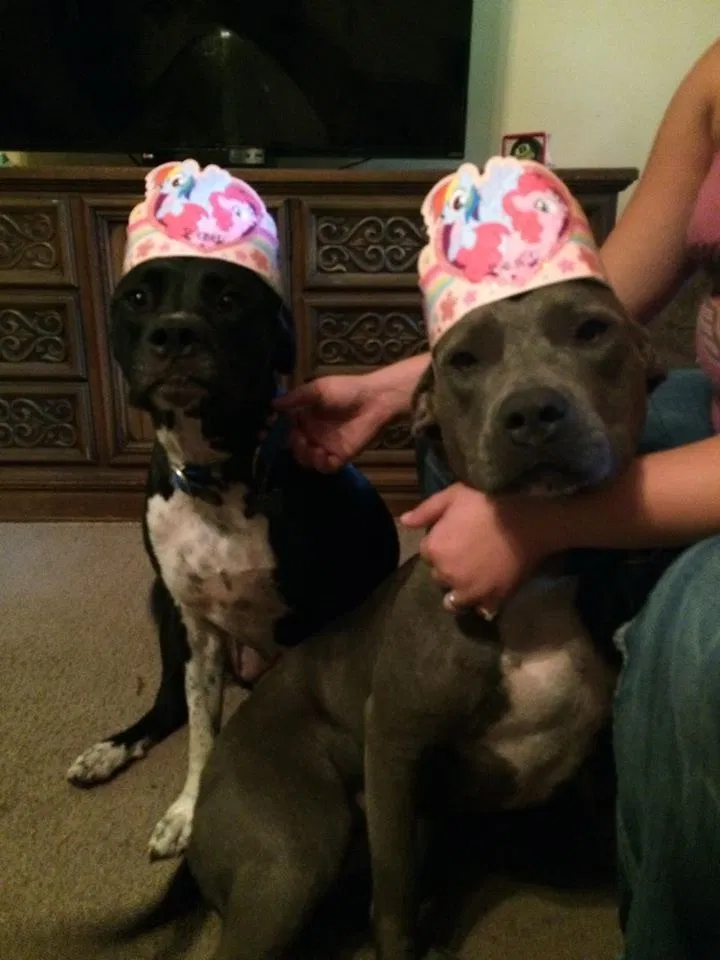 Lost dog in Jacksonville, NC, 28540