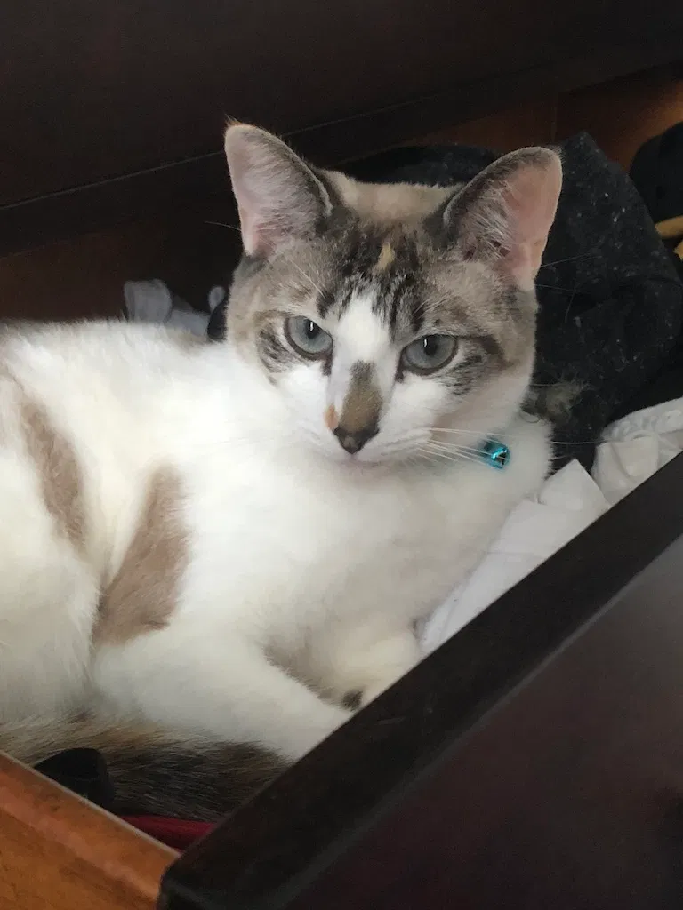 Lost cat in Wesley Chapel, FL, 33544