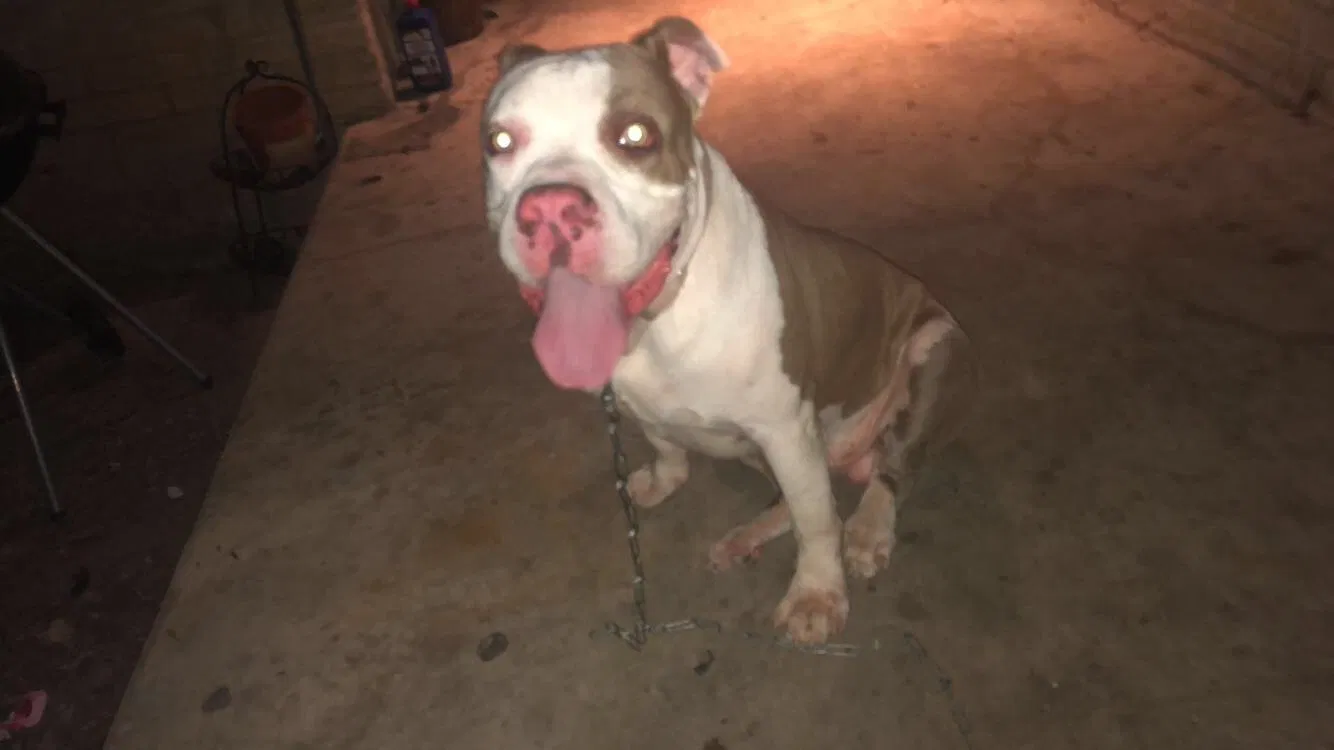 Lost dog in Austin, TX, 78724