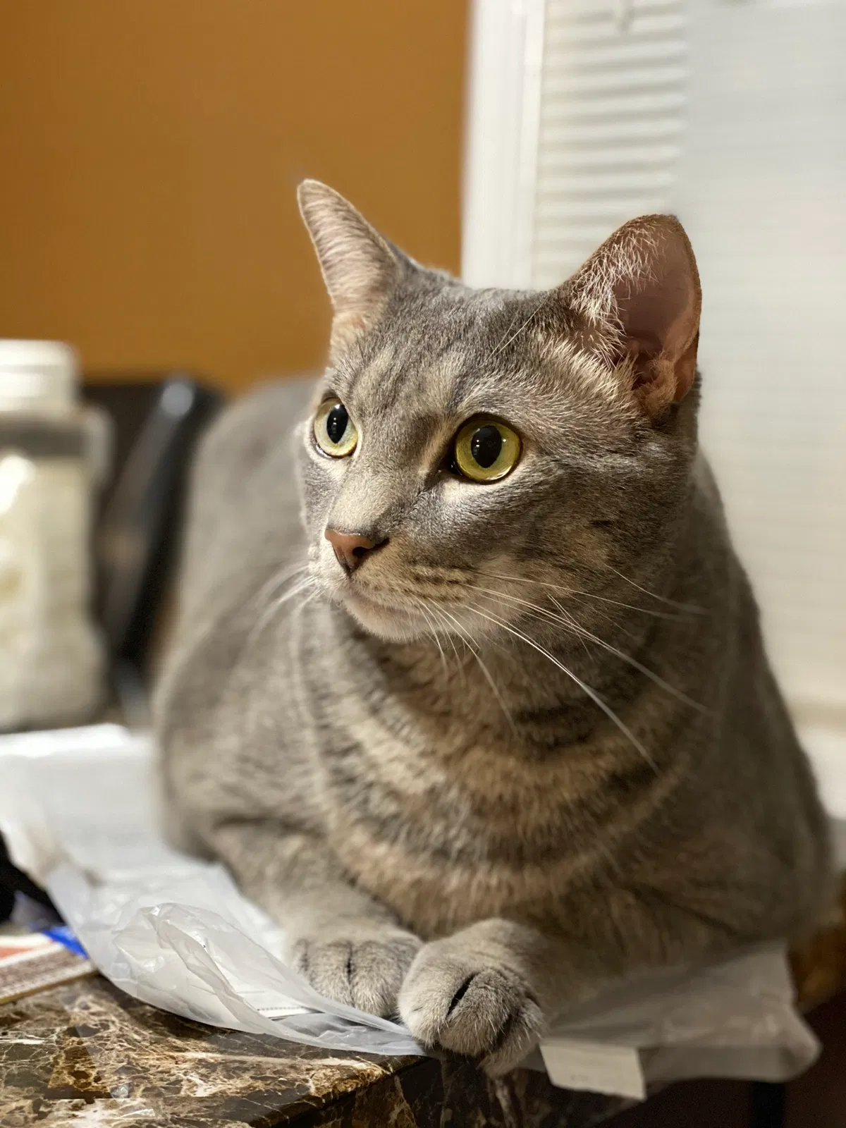 Lost cat in Woodbridge, VA, 22191