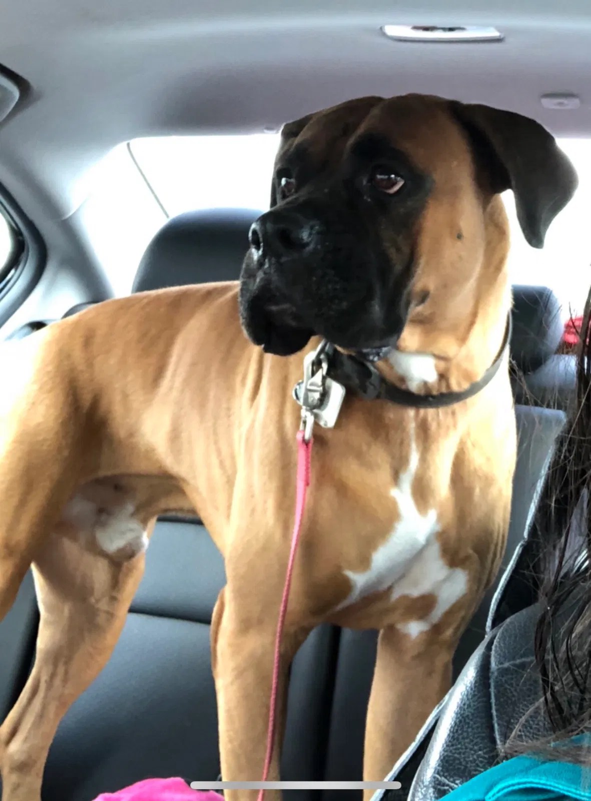 Lost dog in New Braunfels, TX, 78132