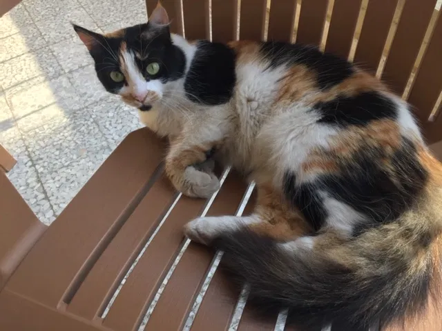 Lost cat in Clearwater, FL, 33762