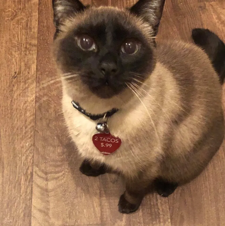 Lost cat in Tempe, AZ, 85281