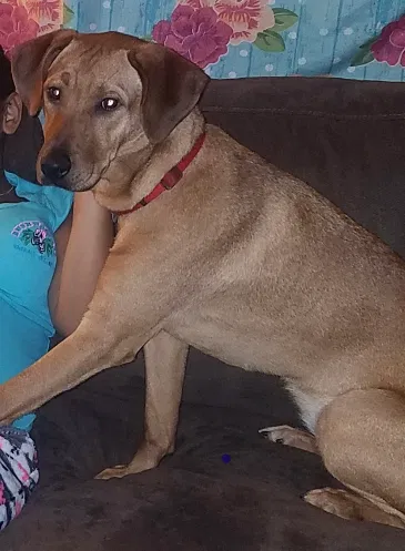 Lost dog in Durham, NC, 27707