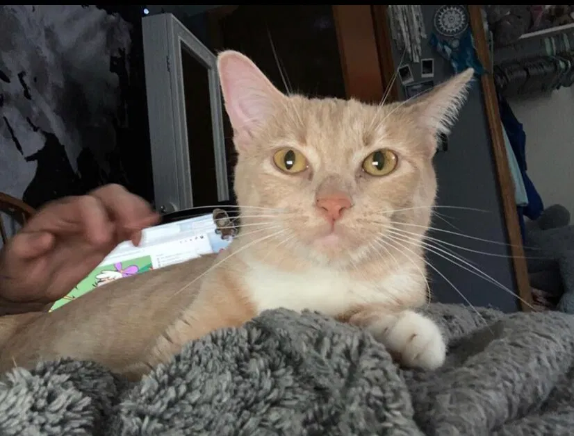 Lost cat in Colorado Springs, CO, 80919