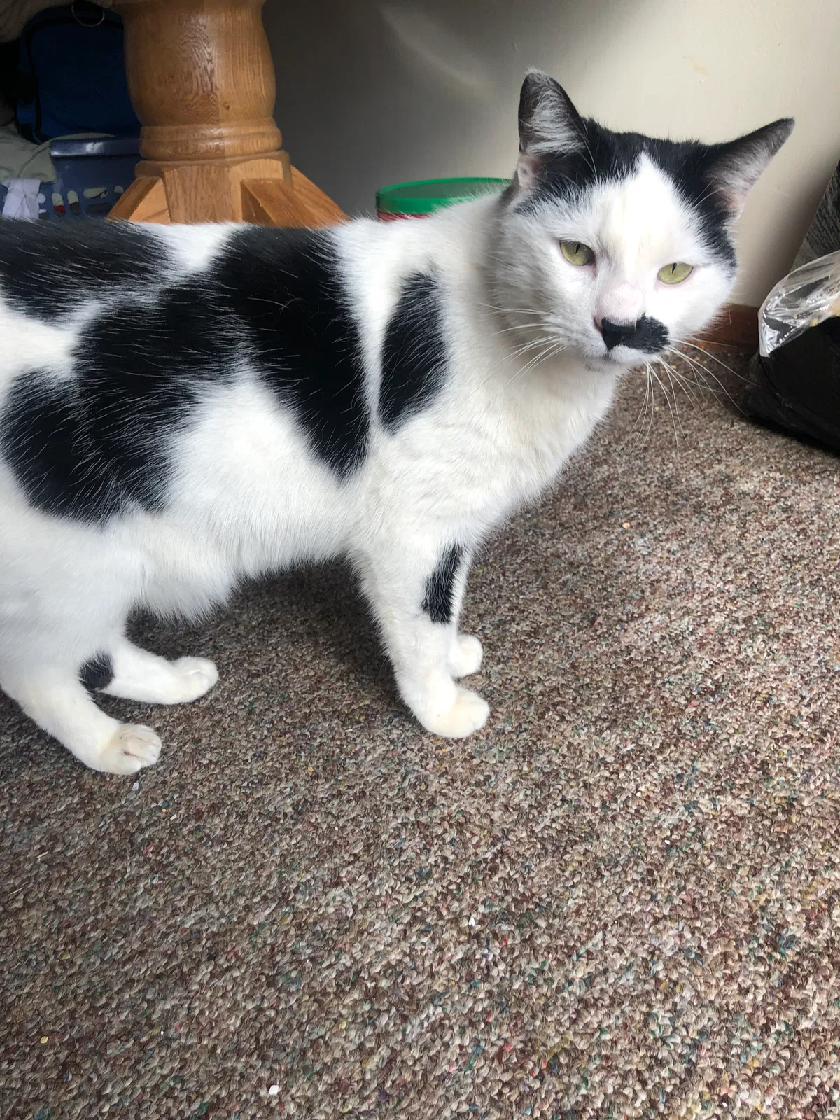 Lost cat in Massillon, OH, 44646