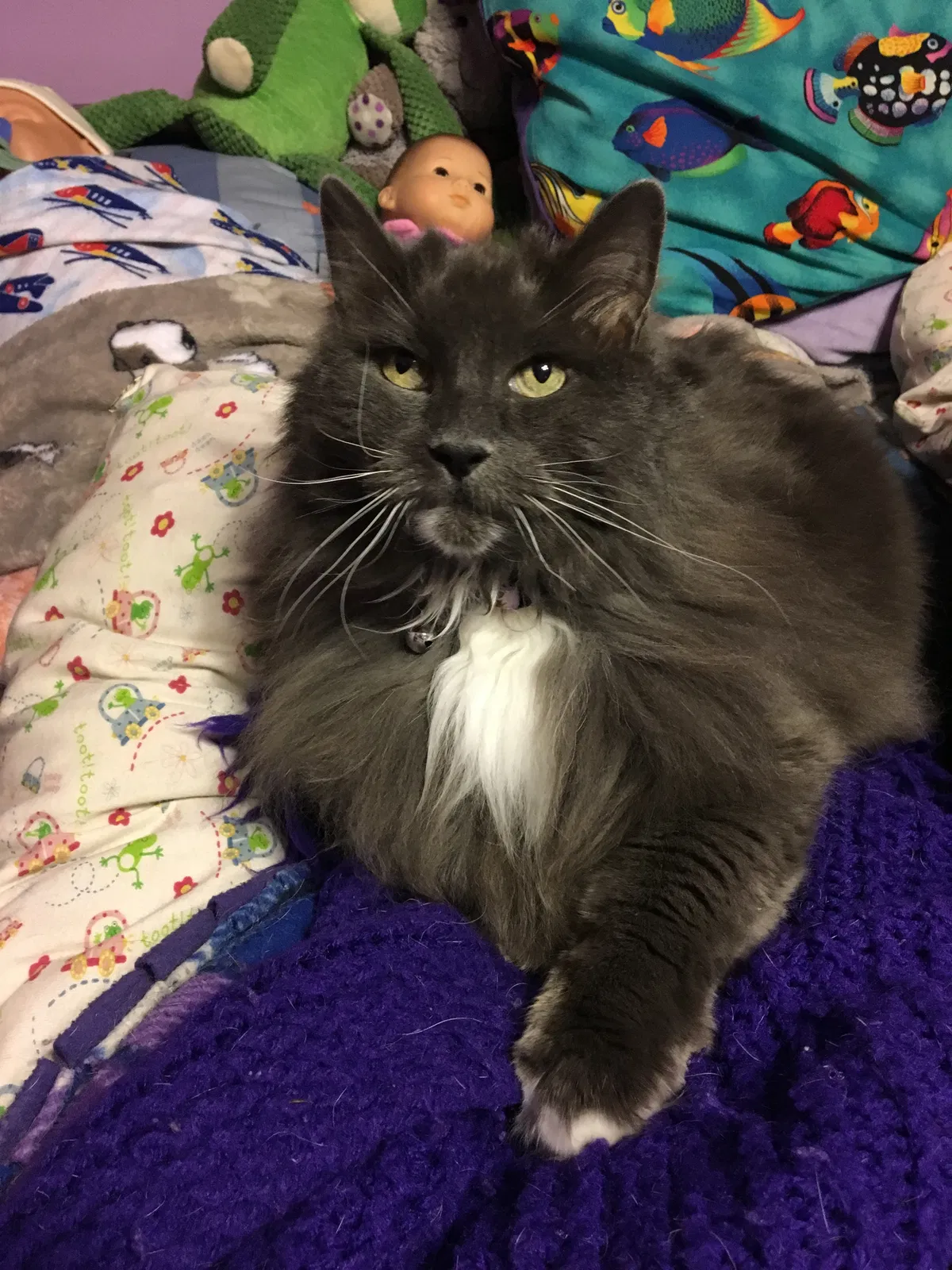 Lost cat in Colorado Springs, CO, 80906