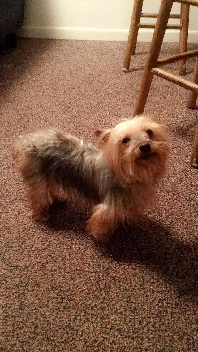 Lost dog in Lakeland, FL, 33801