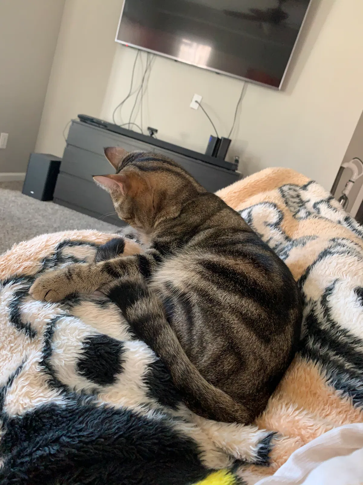 Lost cat in Buford, GA, 30519