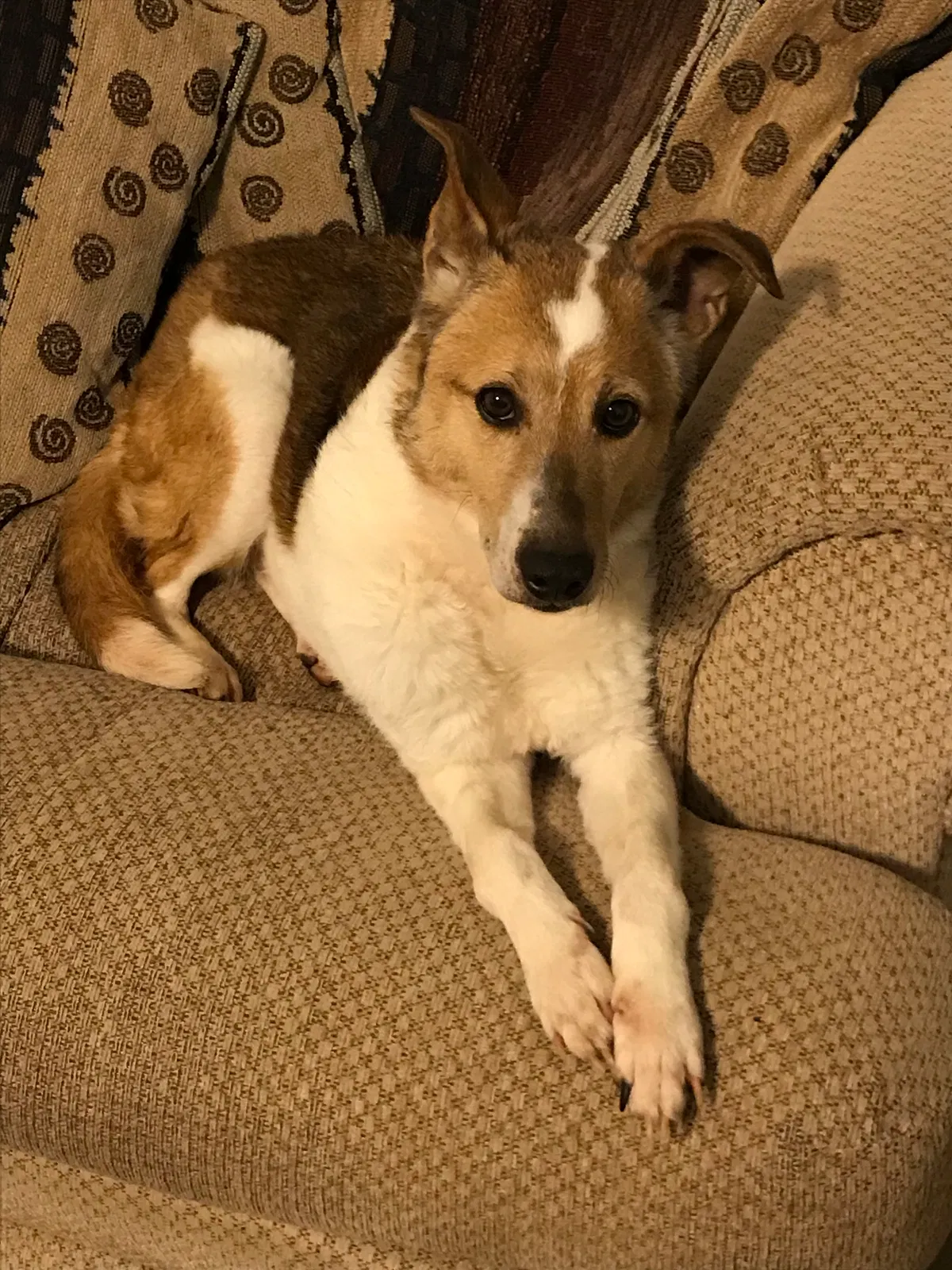Lost dog in Winston Salem, NC, 27107