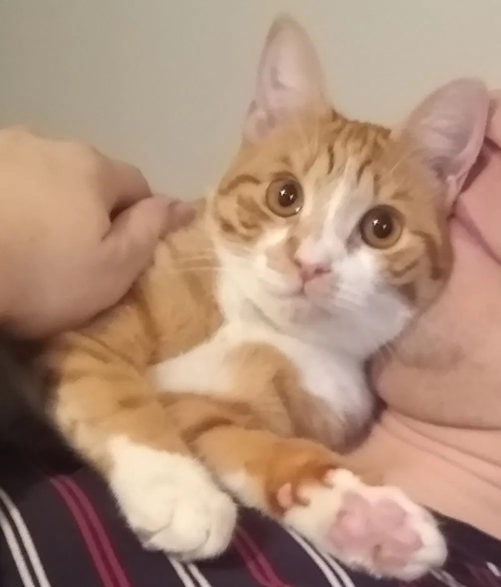 Lost cat in Moorestown, NJ, 8057