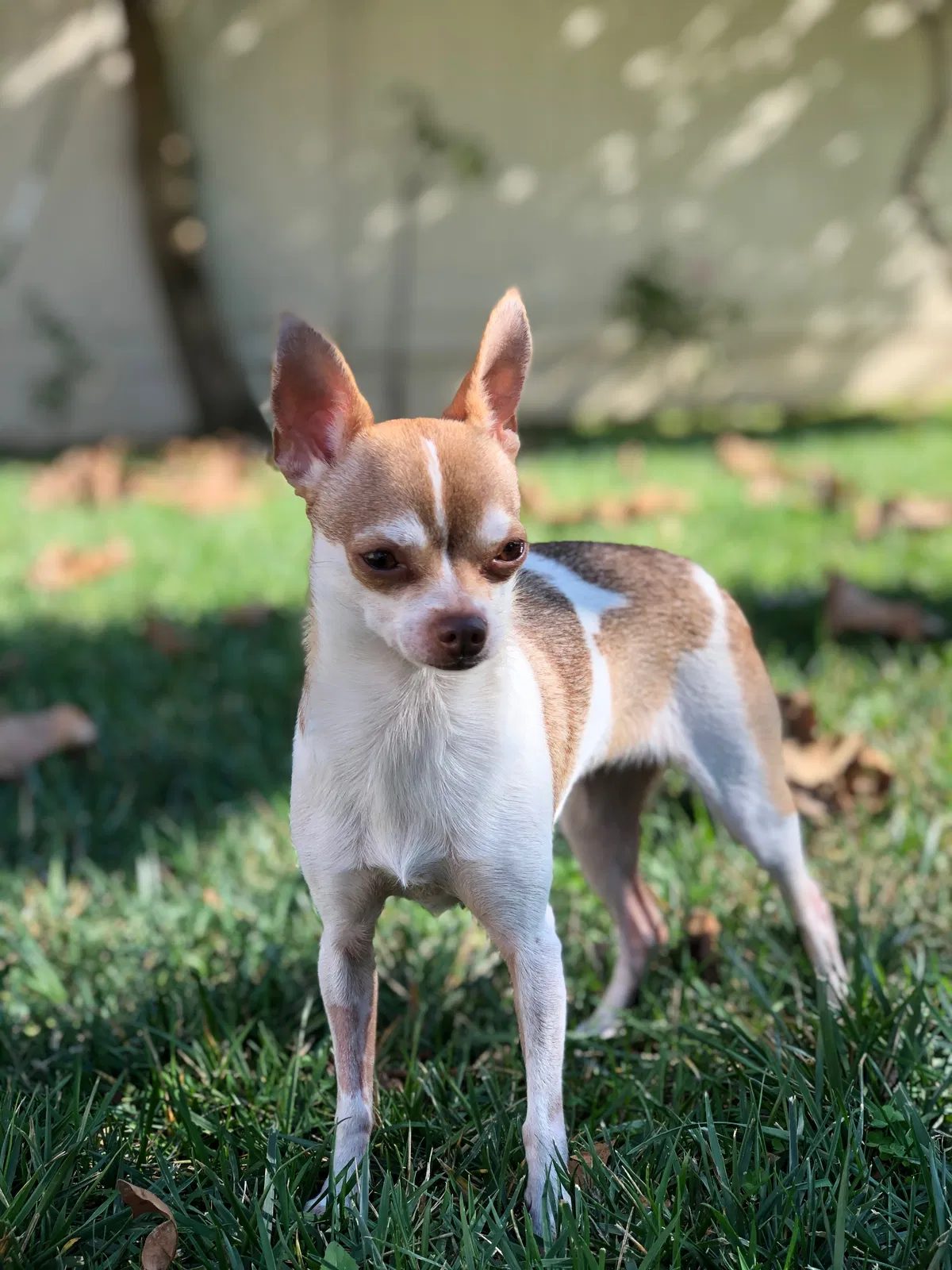 Lost dog in Sherman Oaks, CA, 91403
