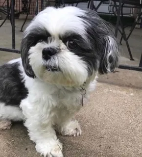 Lost dog in Dallas, TX, 75218