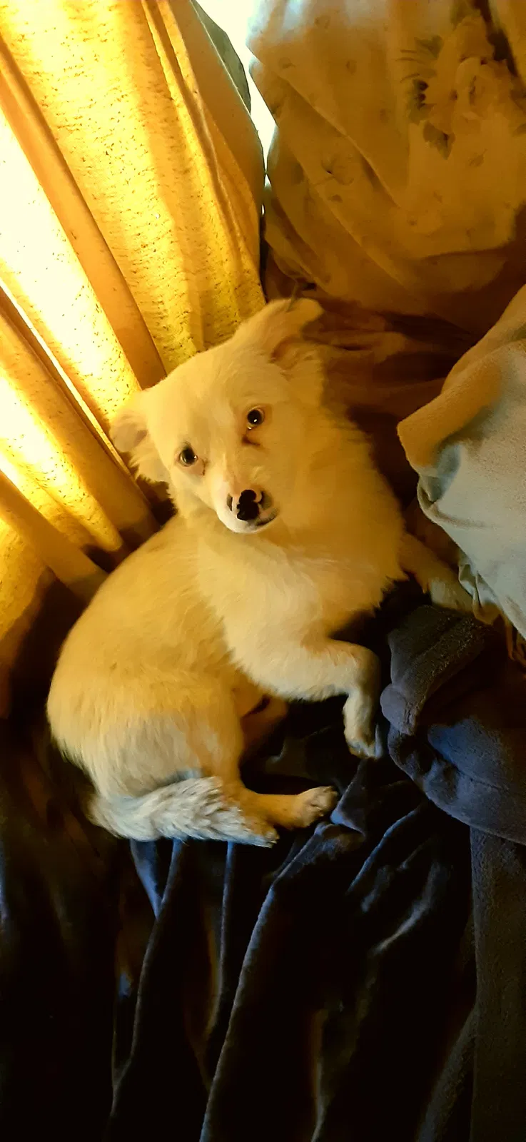 Lost dog in El Granada, CA, 94018