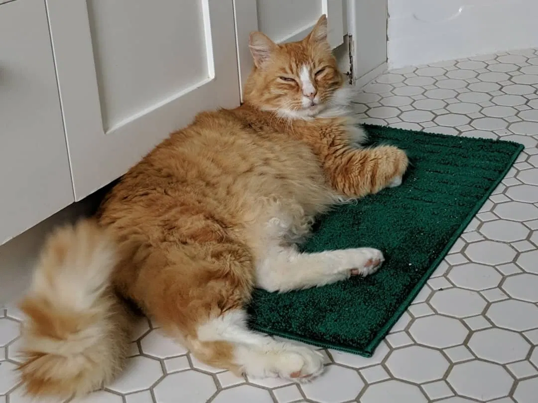 Lost cat in Emeryville, CA, 94608