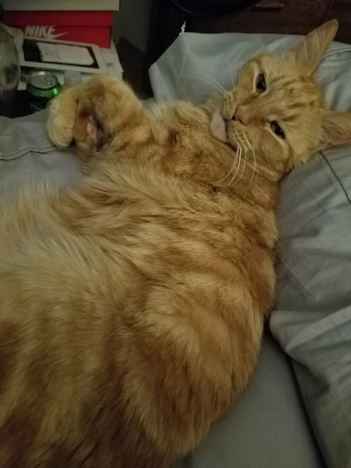 Lost cat in Fort Worth, TX, 76126