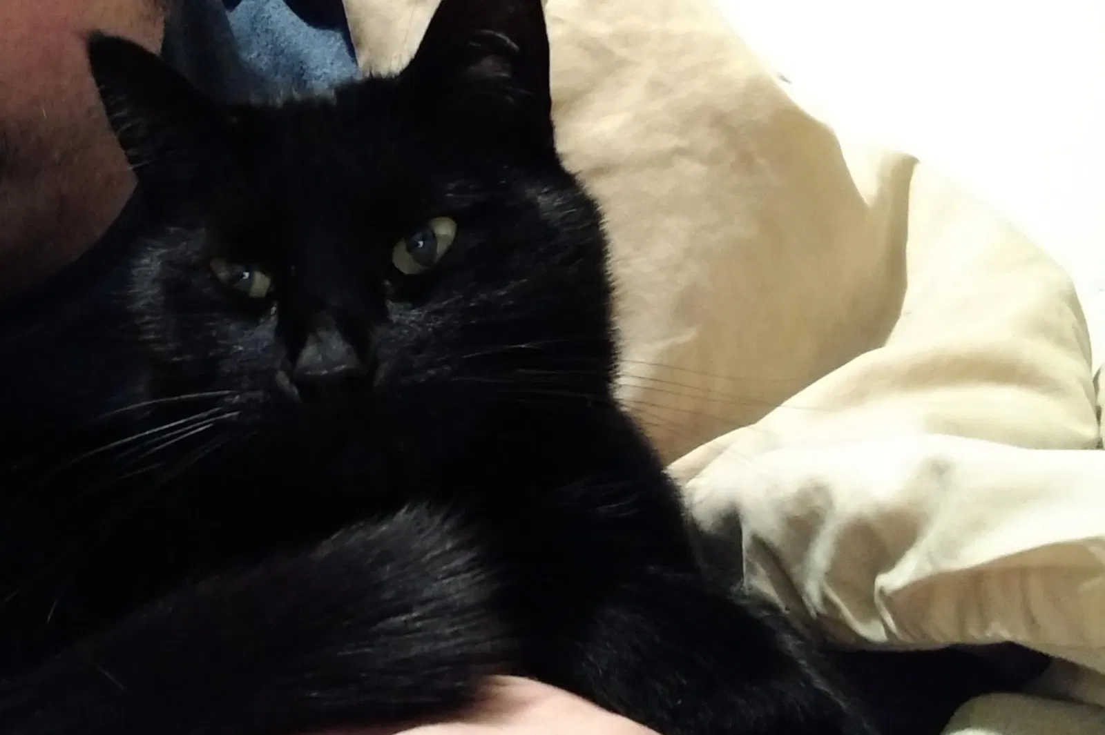 Lost cat in Boiling Springs, SC, 29316