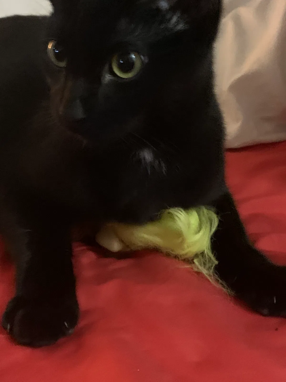 Lost cat in Mc Kees Rocks, PA, 15136