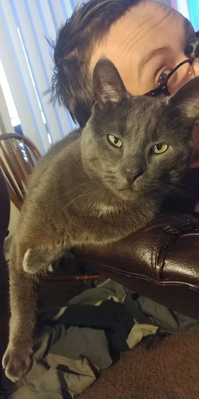 Lost cat in Minneapolis, MN, 55427