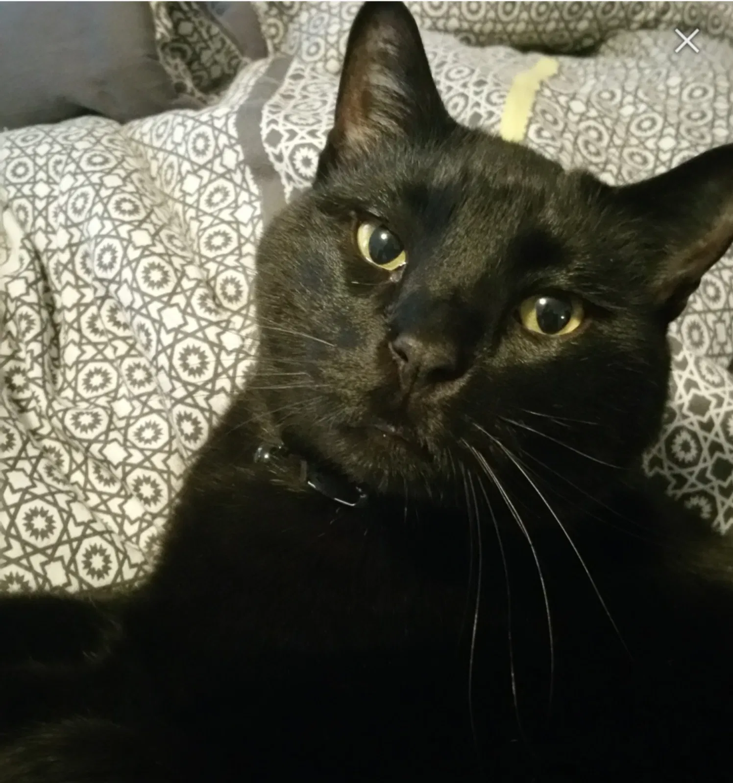 Lost cat in Allen, TX, 75013