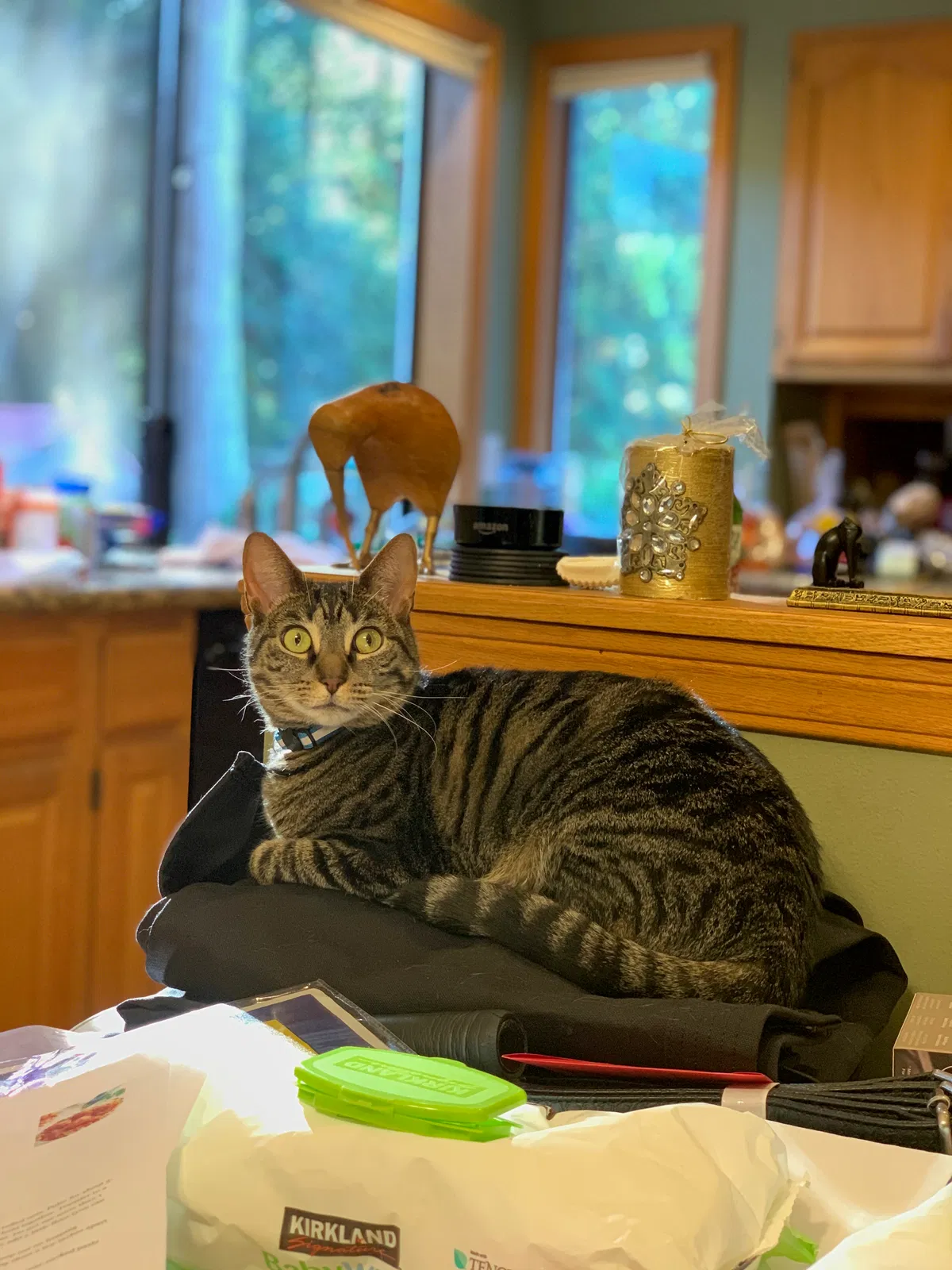 Lost cat in Redmond, WA, 98052