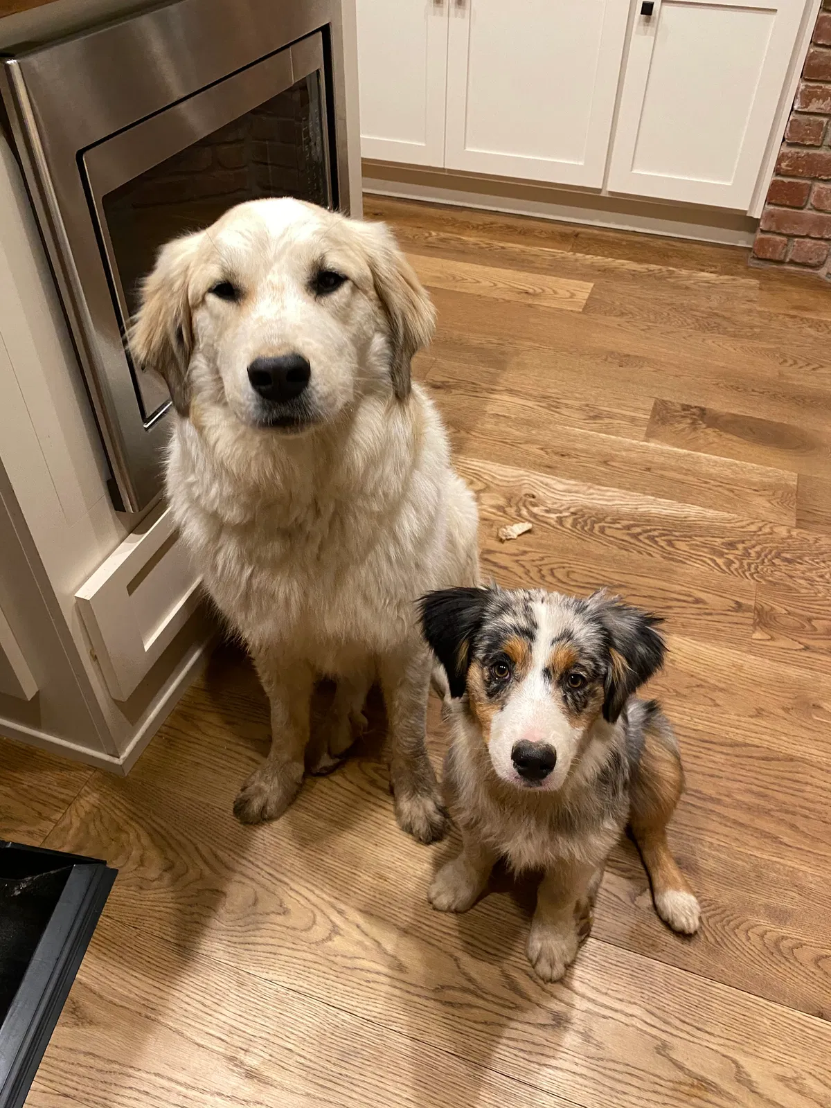 Lost dog in Newcastle, CA, 95658