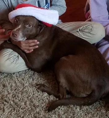 Lost dog in Upper Marlboro, MD, 20772
