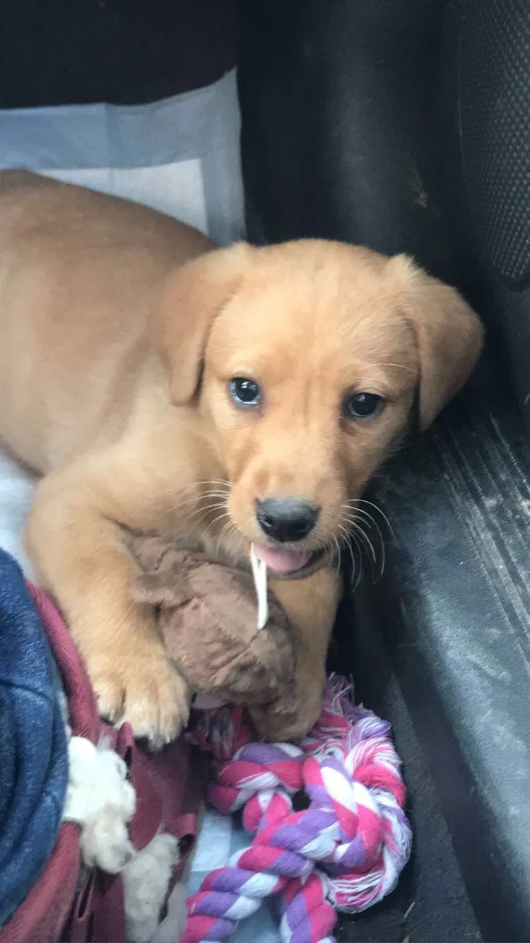 Lost dog in Lodge Grass, MT, 59050