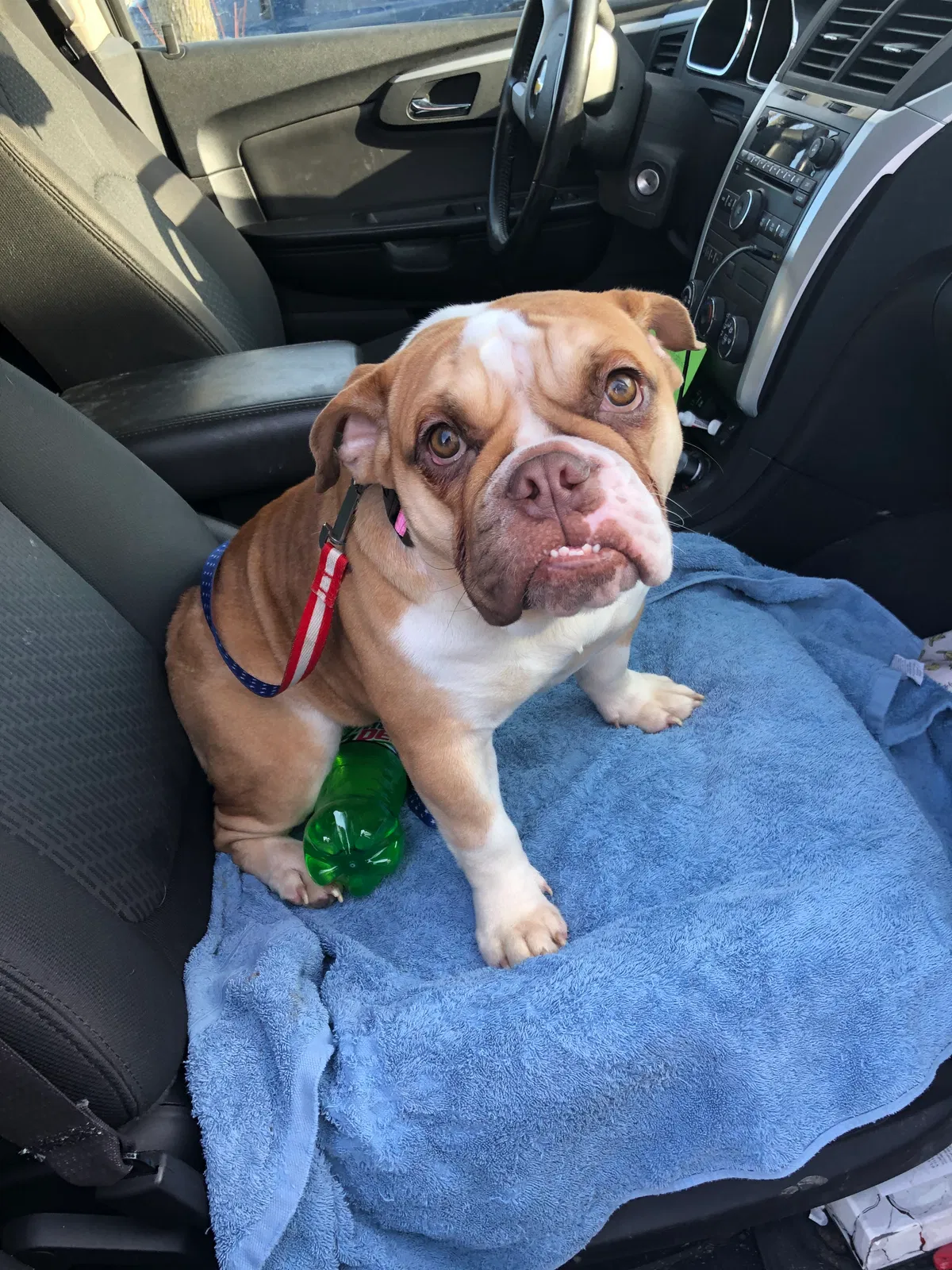 Lost dog in Holly, MI, 48442