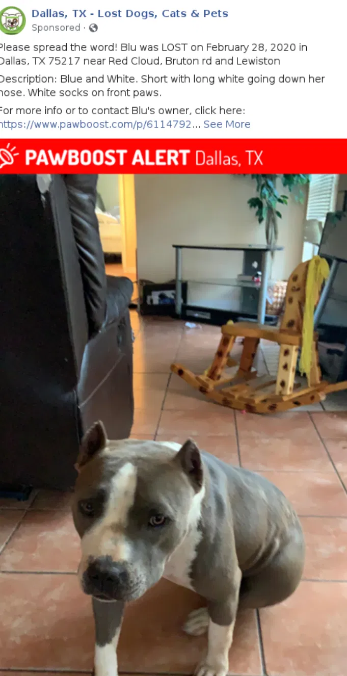 Lost dog in Dallas, TX, 75217