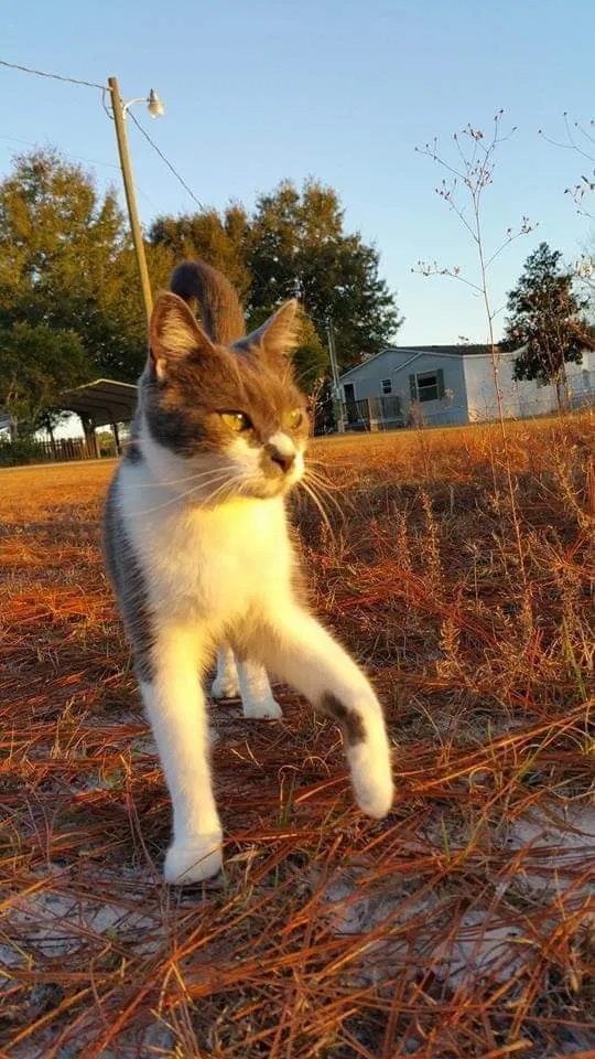 Lost cat in Homosassa, FL, 34446