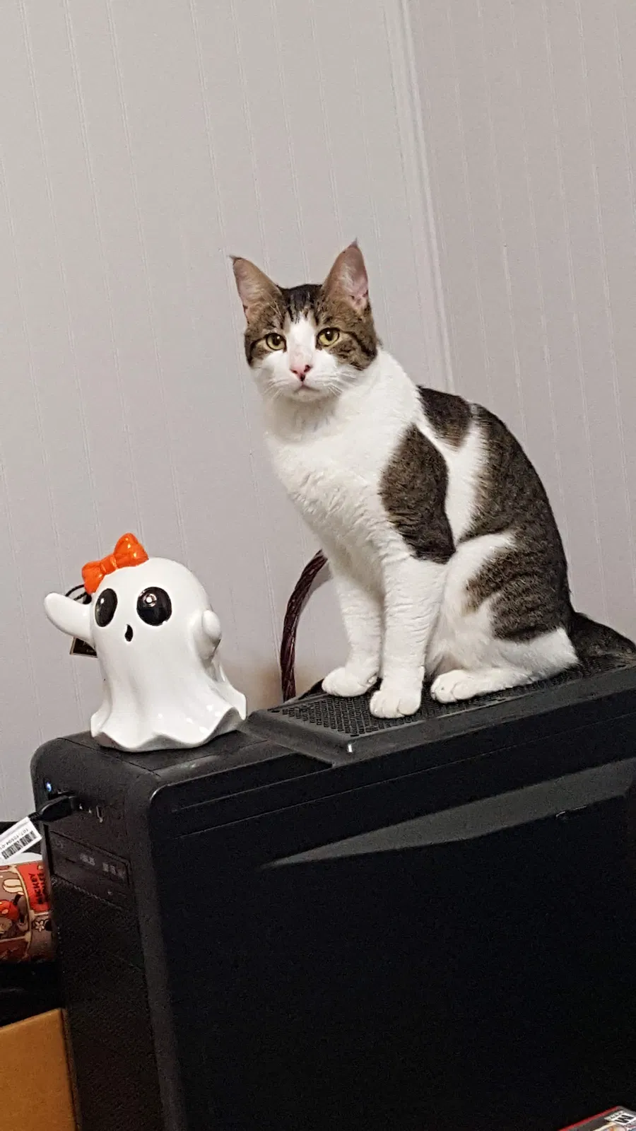 Lost cat in Fort Worth, TX, 76110
