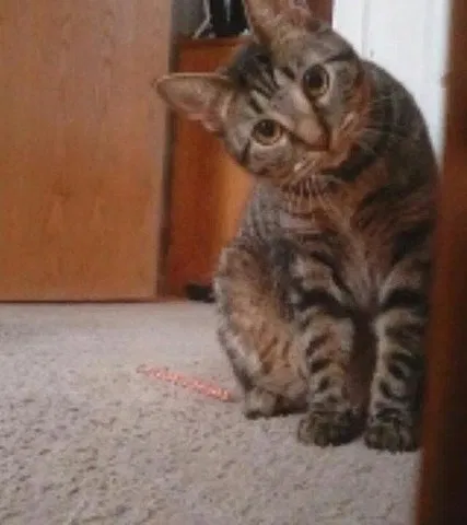 Lost cat in Wichita, KS, 67216