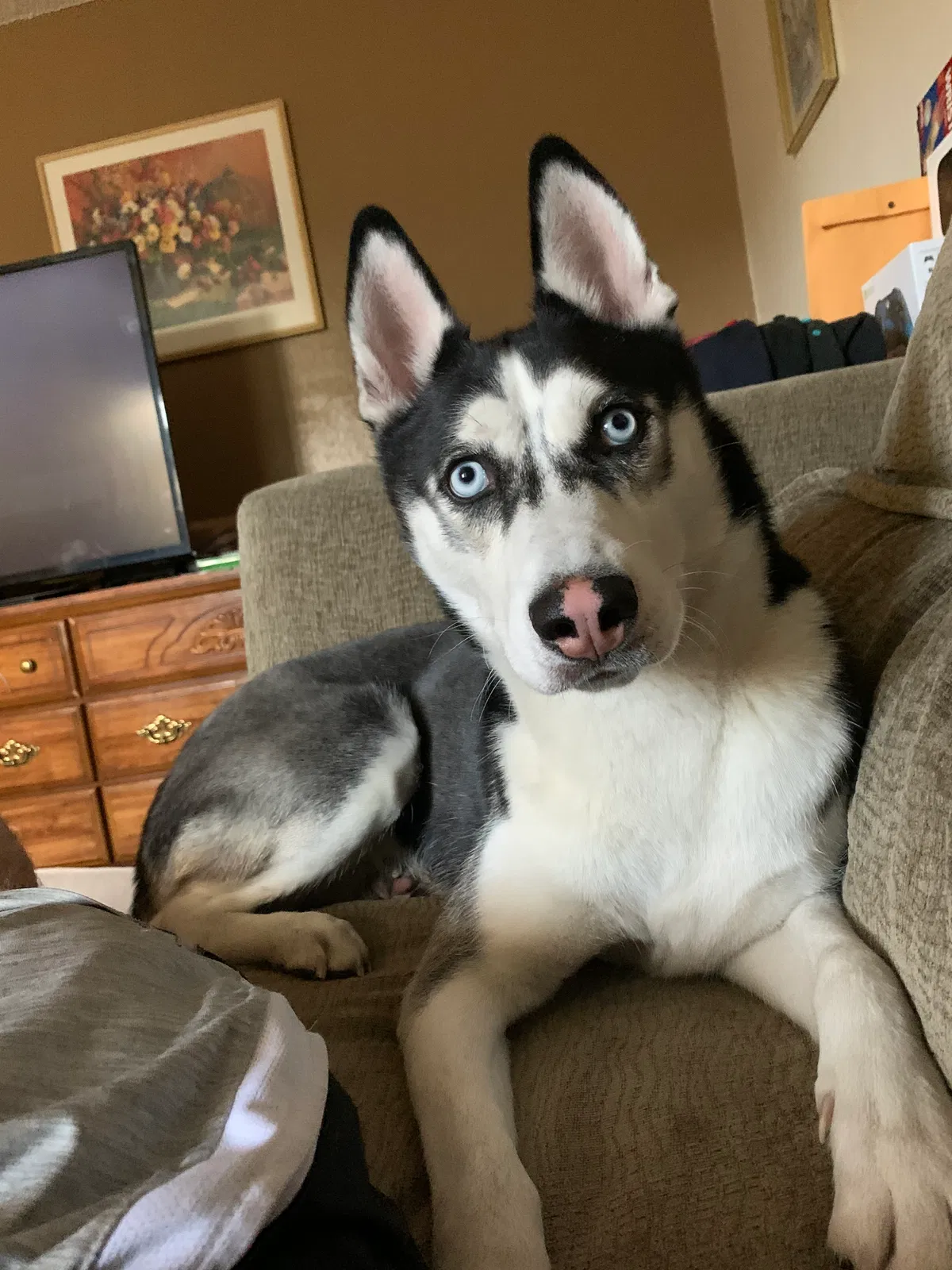 Lost dog in Sparks, NV, 89431