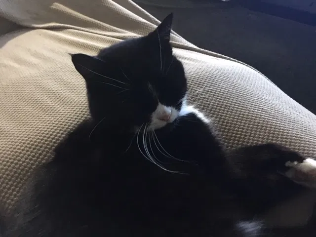 Lost cat in Chicago, IL, 60628