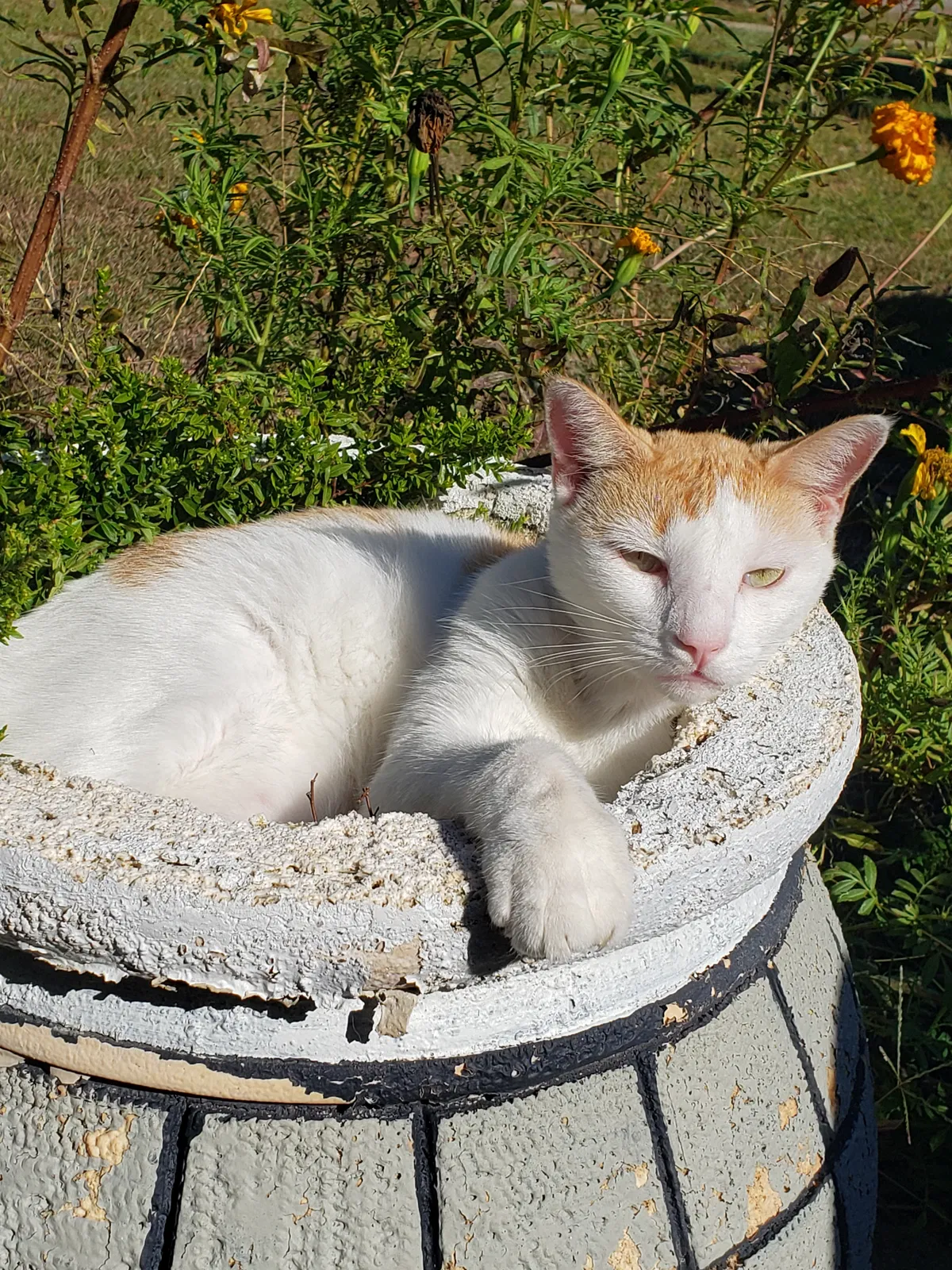 Lost cat in Raeford, NC, 28376