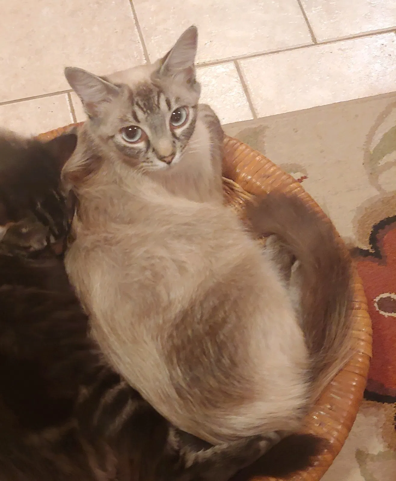 Lost cat in Birmingham, AL, 35216