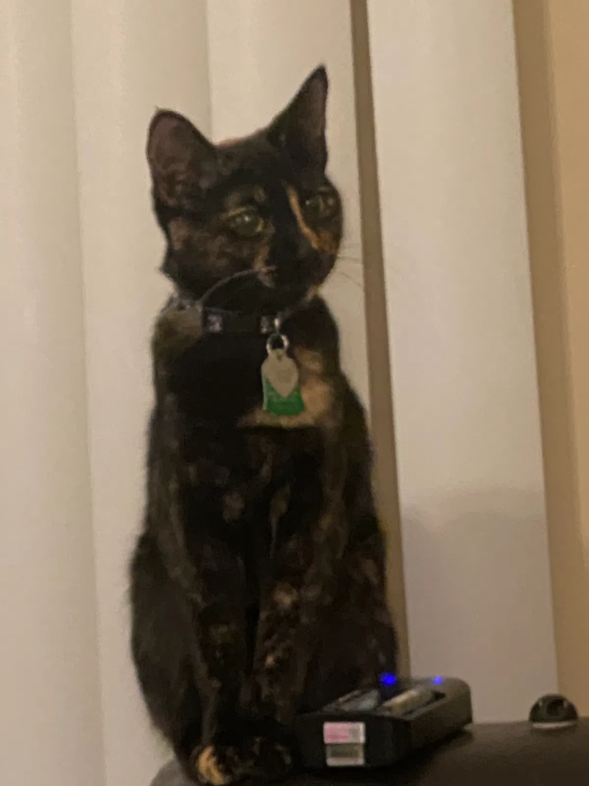 Lost cat in Prattville, AL, 36066