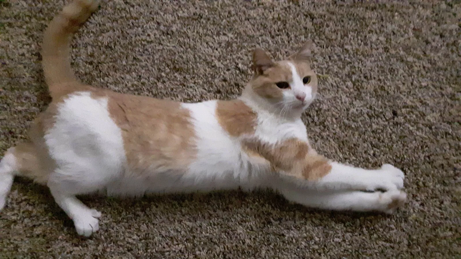 Lost cat in Mesa, AZ, 85202