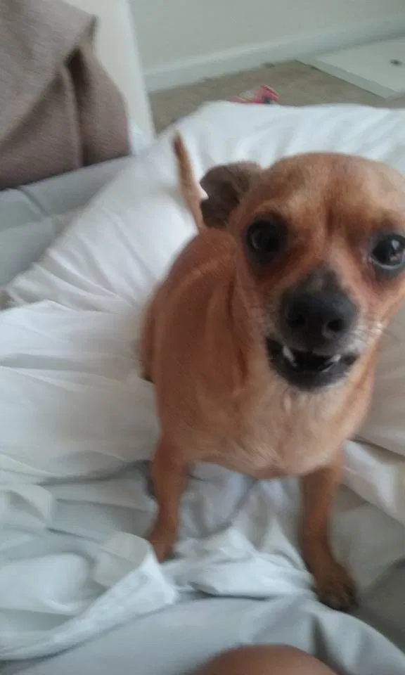 Lost dog in Fort Worth, TX, 76105