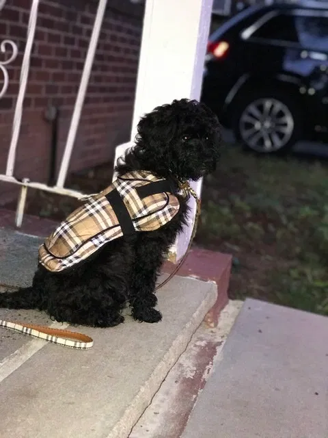 Lost dog in Newark, NJ, 7106