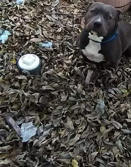 Lost dog in Wichita, KS, 67214